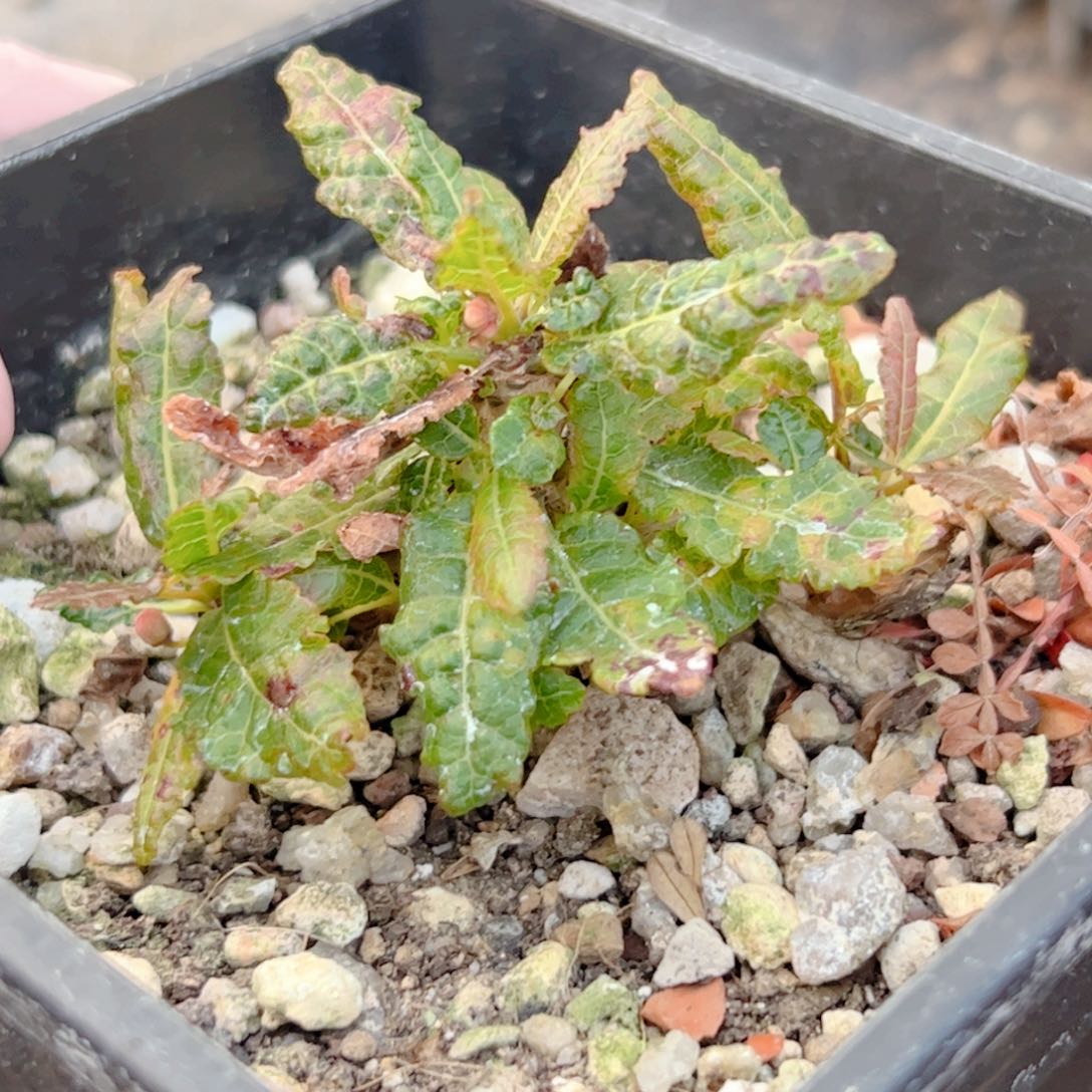 实生娜娜乳香块根