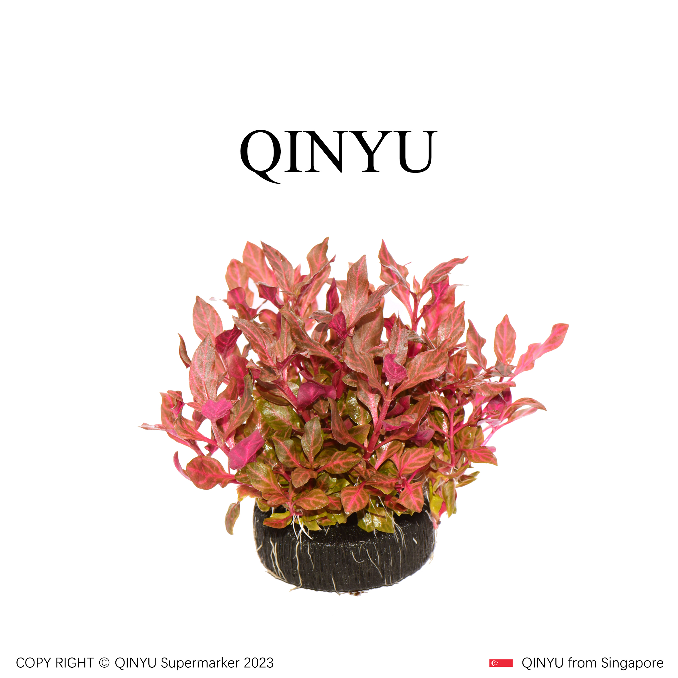 【年中大促】豹纹血心兰坨草 新手懒人水草 无需底沙入缸成景