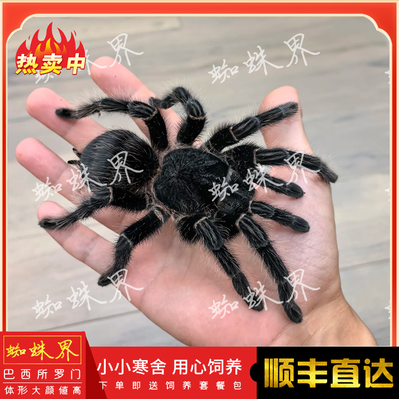 巴西所罗门蜘蛛宠物蜘蛛网红宠物懒人宠物