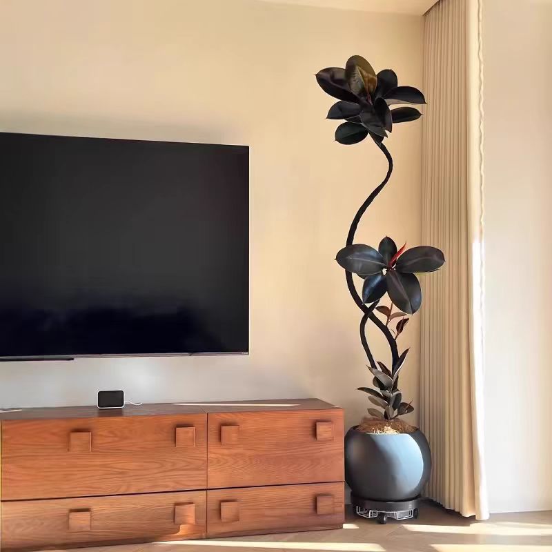 黑金刚橡皮懒人植物