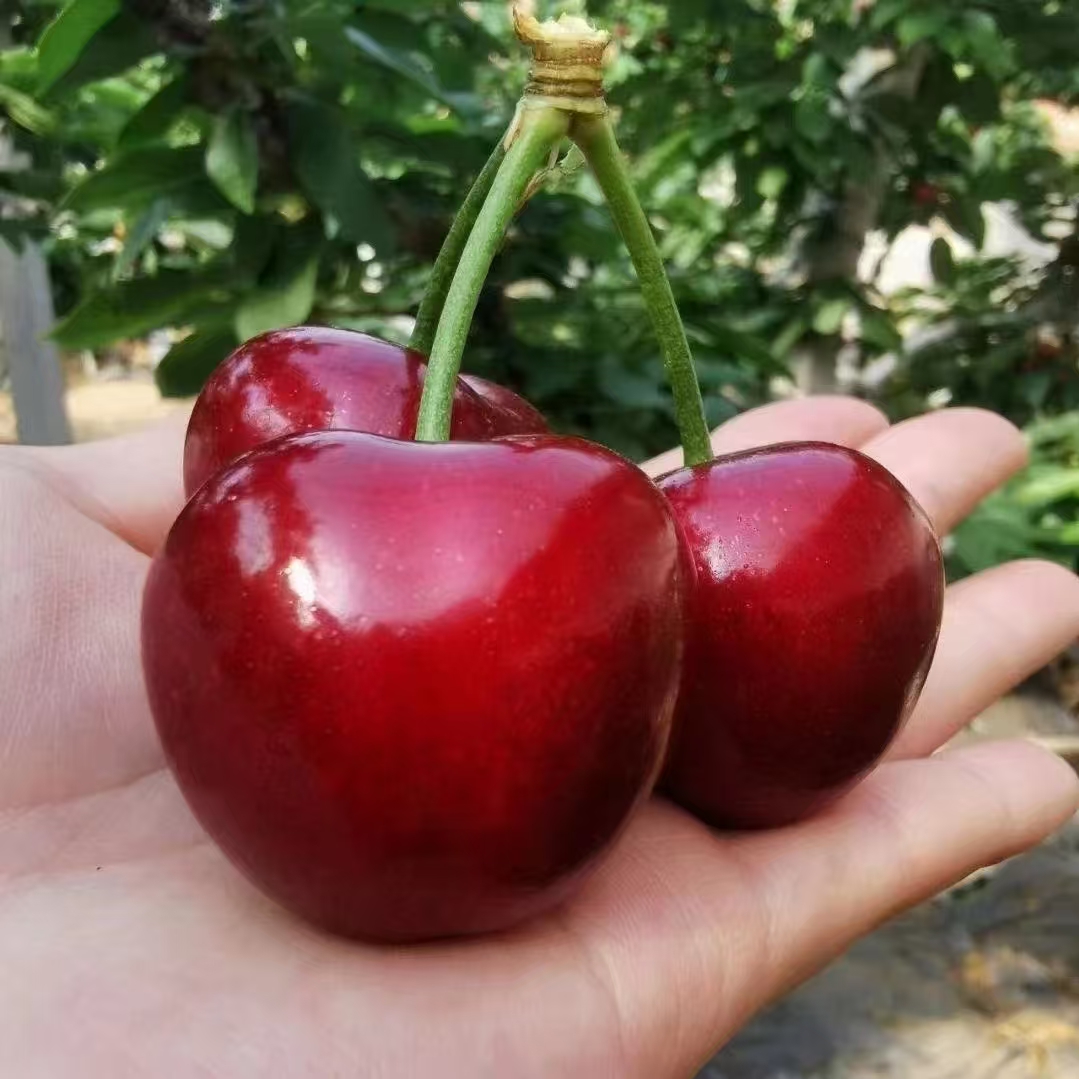 【4JD车厘子】智利海运桑提娜4JD车厘子一件净重800g/2.5公斤左右当季新鲜水果桑提娜智利