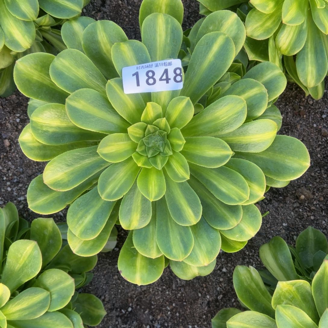 1848翡翠琉璃多肉植物