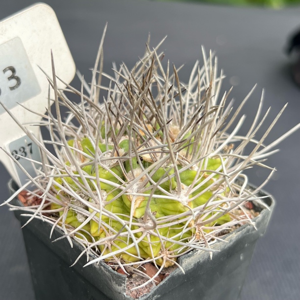 6959智利球属实生仙人球裸根发货