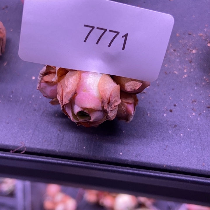 ****姐7771山地玫瑰花园