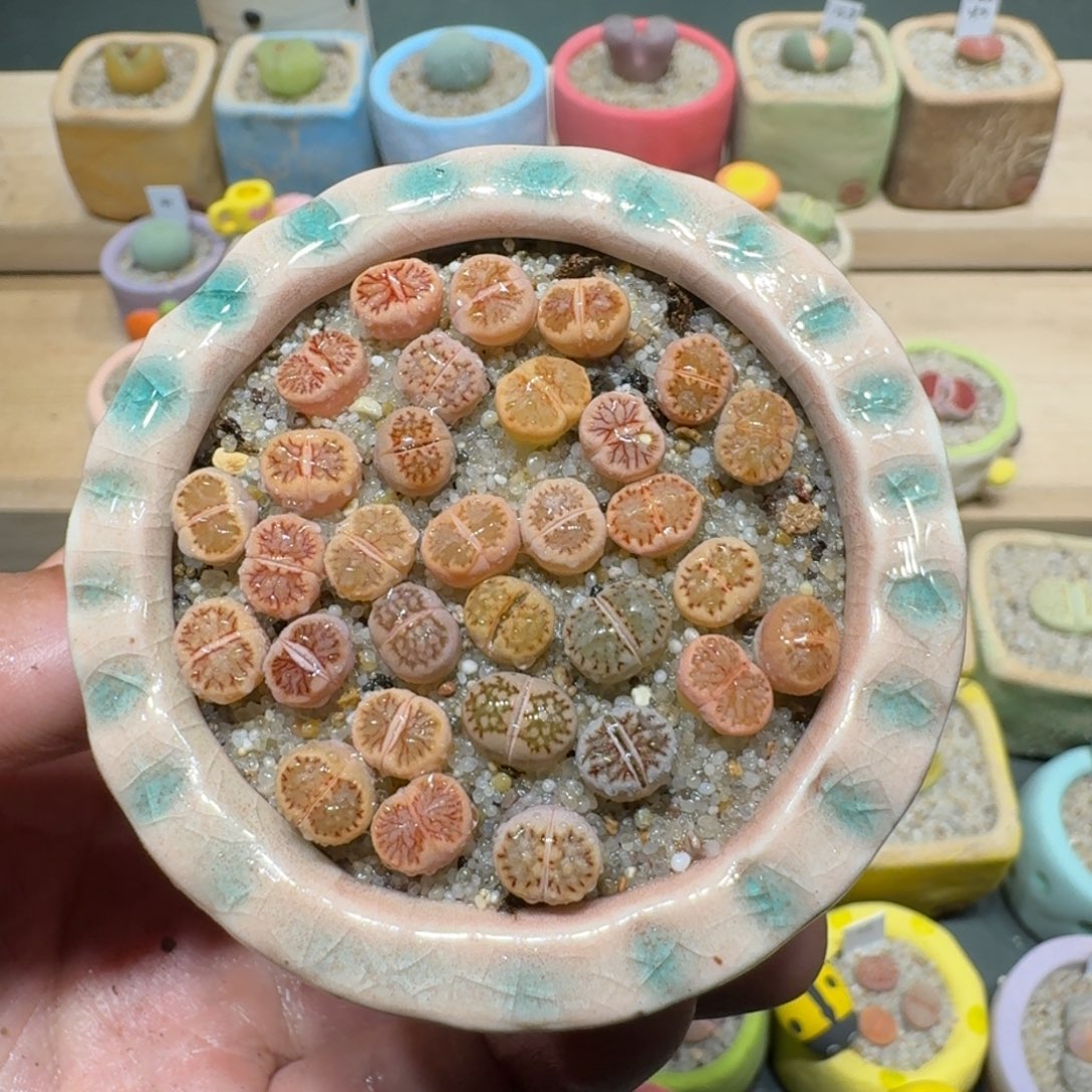 红陶蘑菇1208菊纹