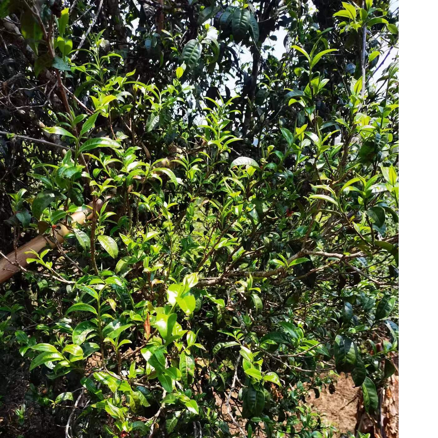 2016年八达380克茶饼  茶饼普洱熟茶(散茶）  通用  