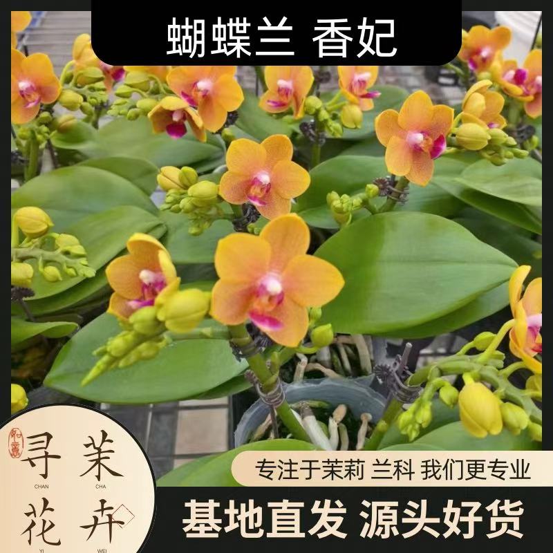 【蝴蝶兰 香妃 香味】中秋好礼 基地直销 名贵淡雅 室内花卉带花发