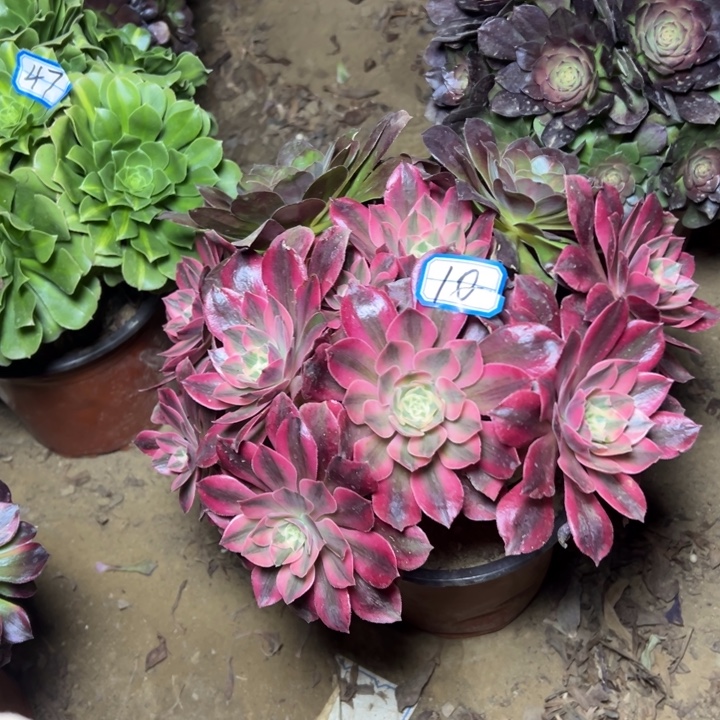 多肉植物阴阳法师10