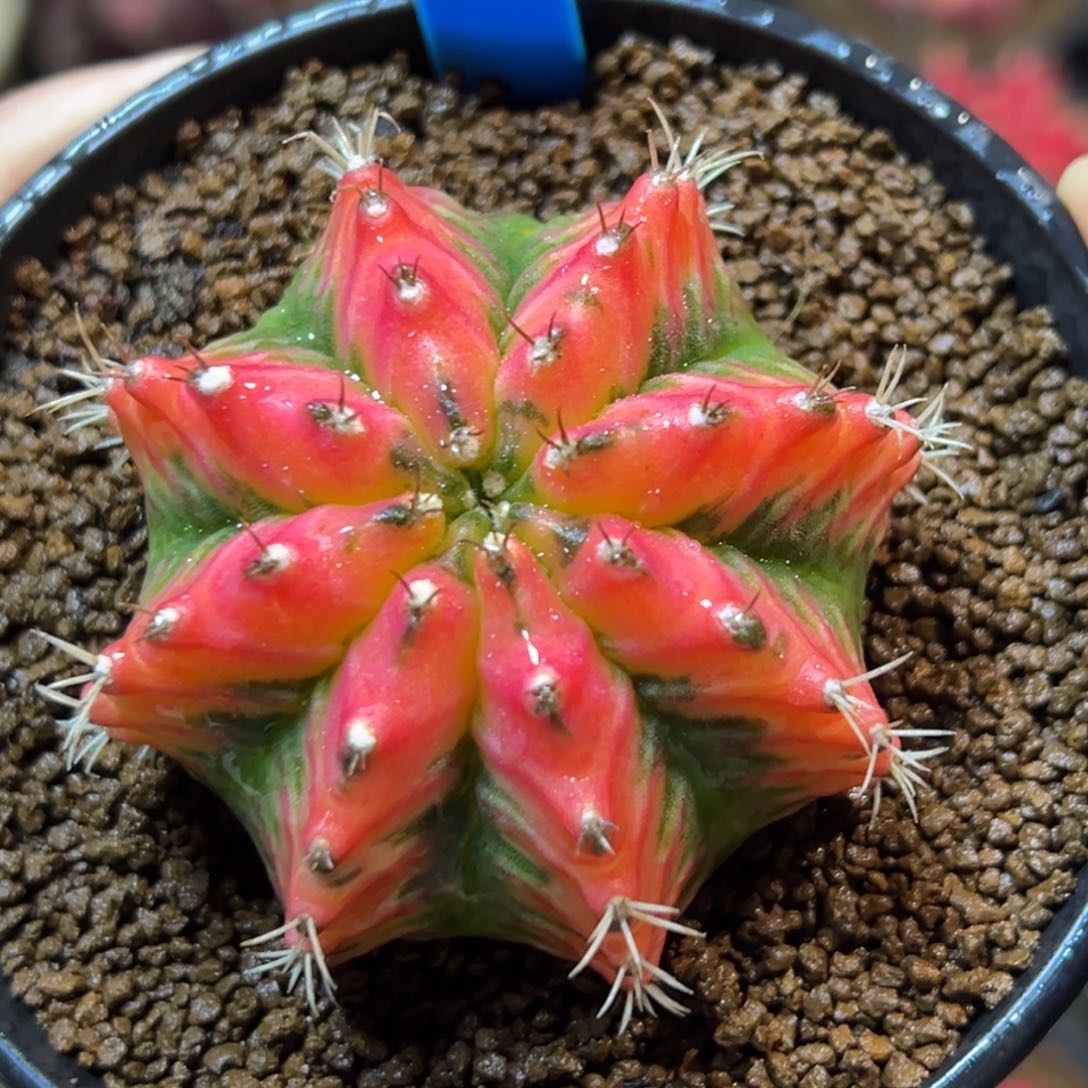 泰系实生米哈锦102