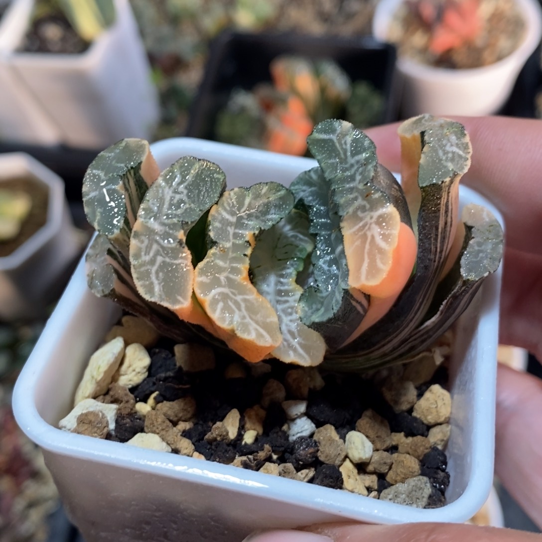 一颗玉扇锦 开播福利