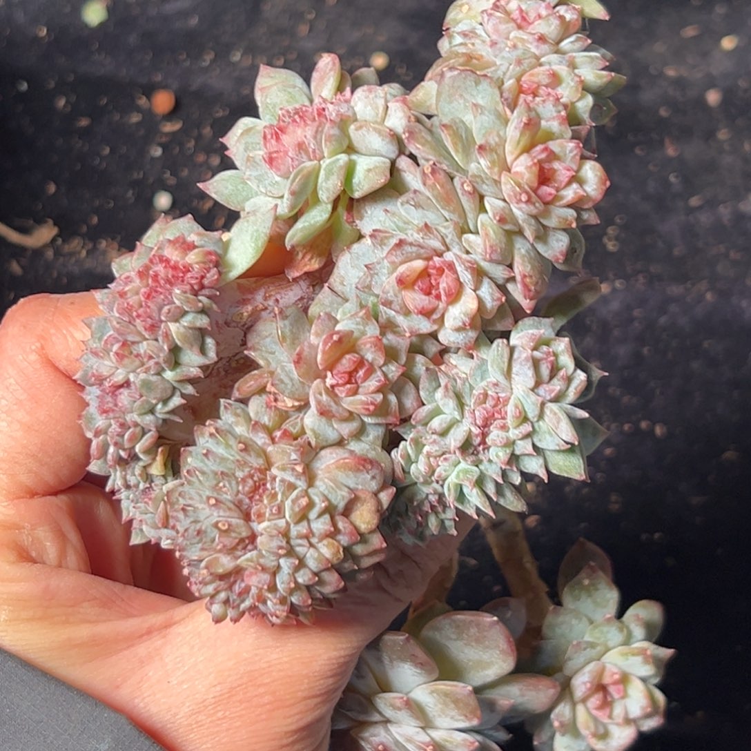 三个 处理的 有微瑕 新年快乐