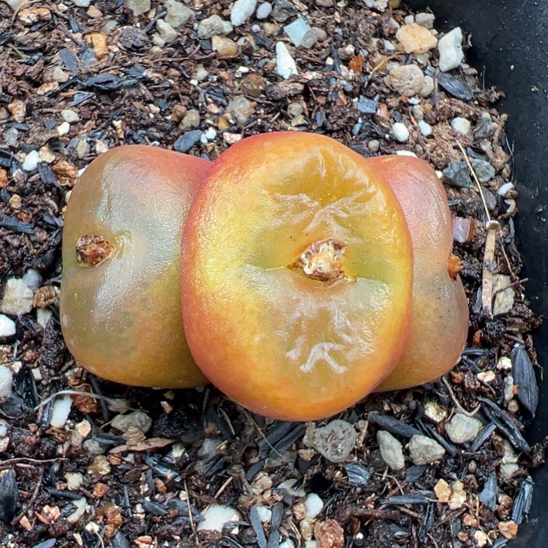 2.22好看的多肉447