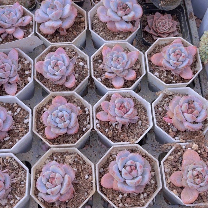 E***t星星雪八角盆18颗