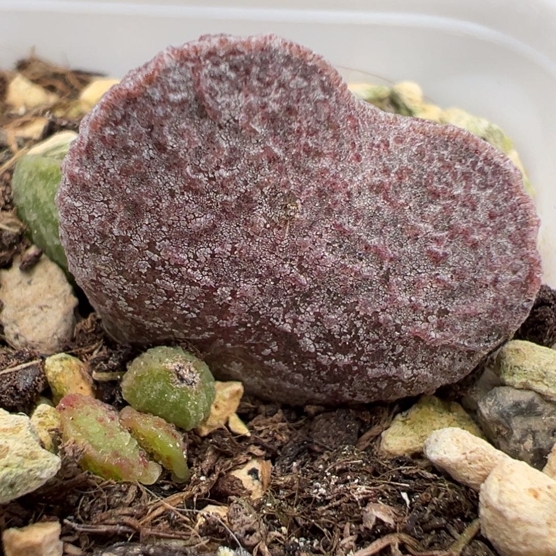 紫色爱心型血斑款实生新品大苗