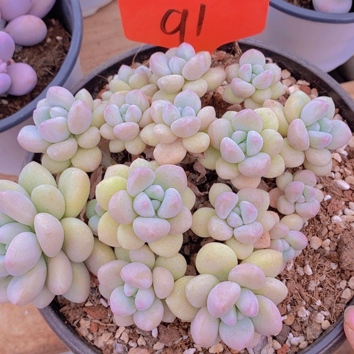 你自己好好休息哦晚安