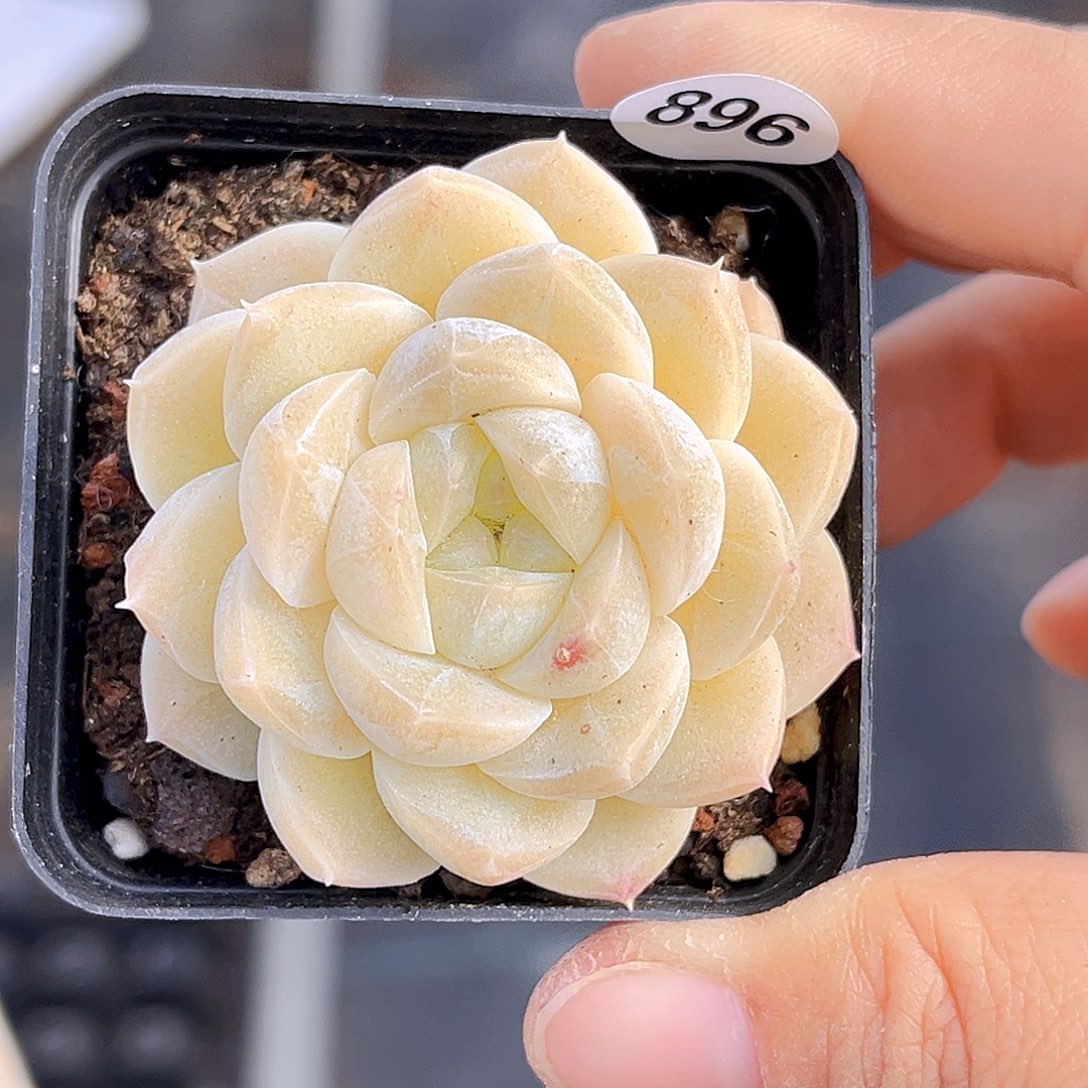 896 放漏 新品珍妮 满18包邮