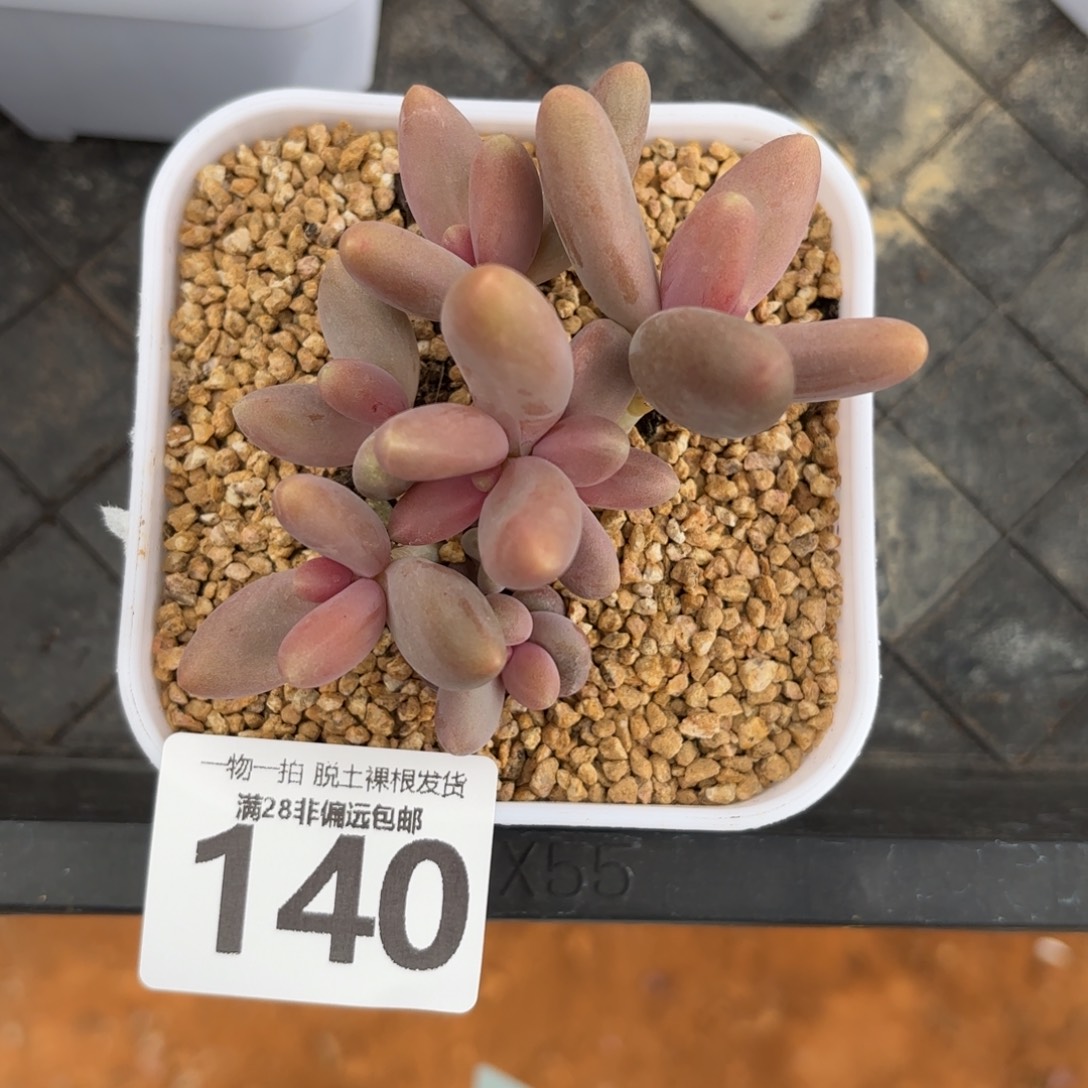 糖果美人无盆土发货