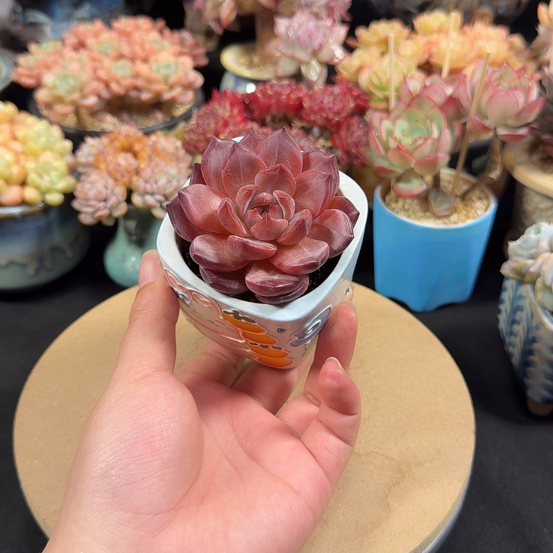 夜魔侠6cm带盆土发货一单包邮