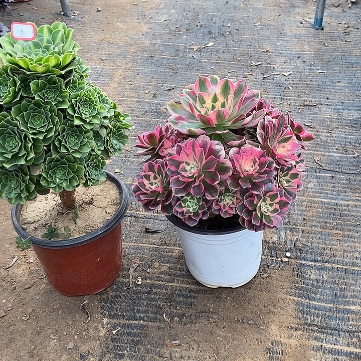 3，2颗多肉法师多肉法师