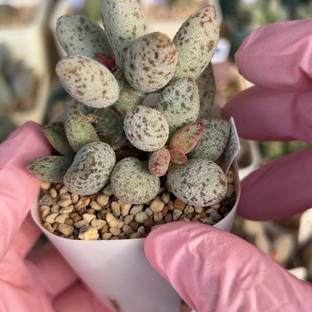 666砂糖蛋老桩粗桩