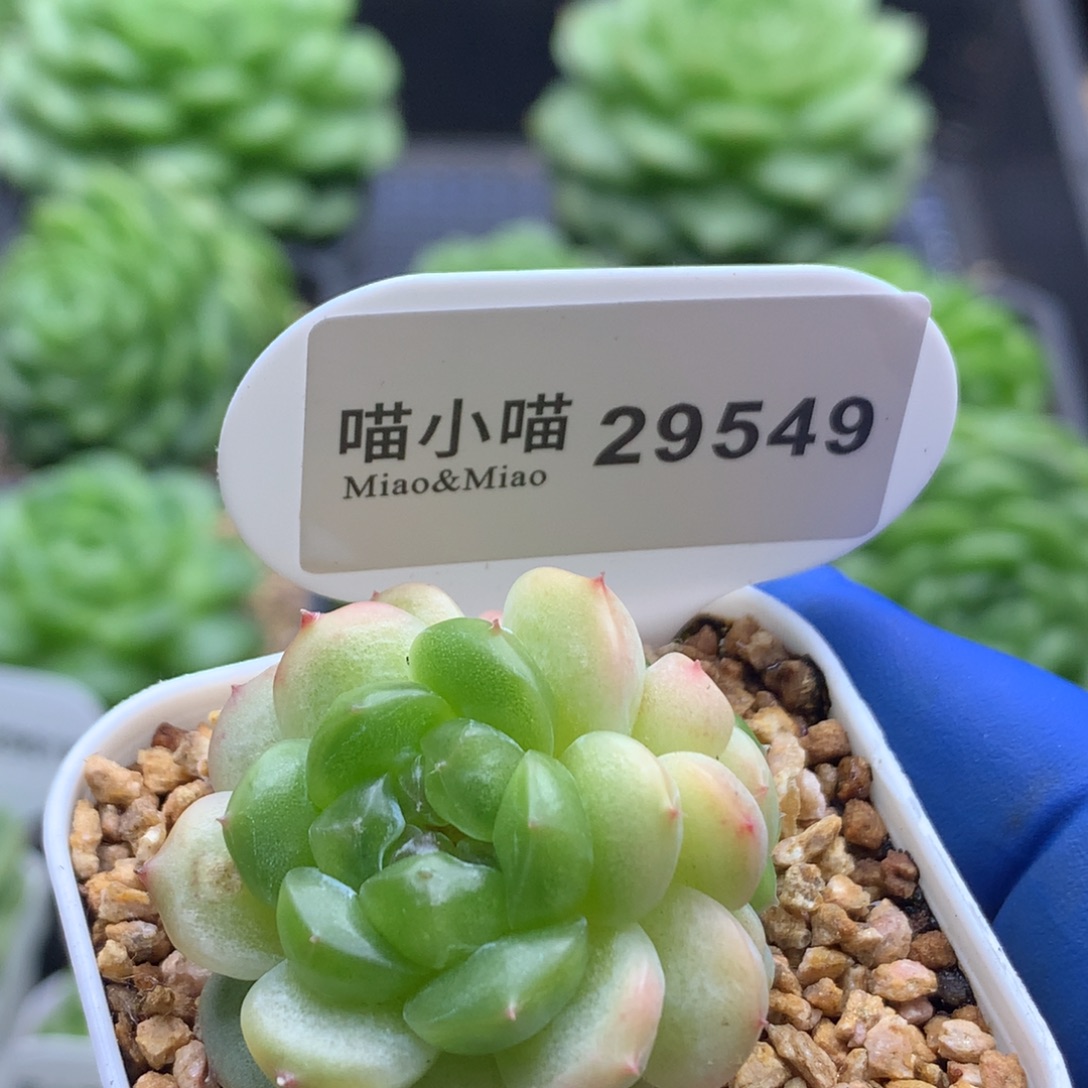 多肉植物杂交珍妮