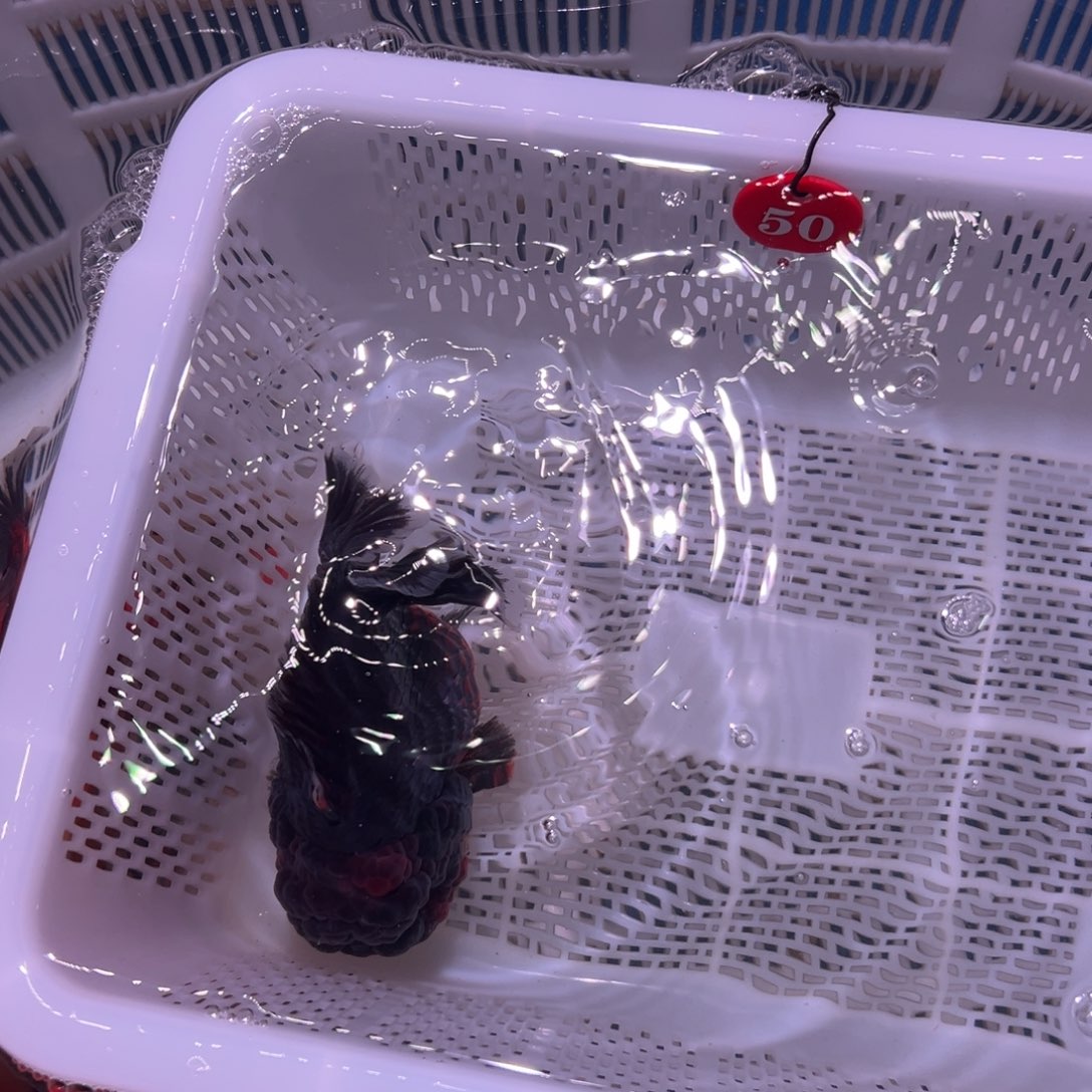 $***月金鱼你好吗我好想见