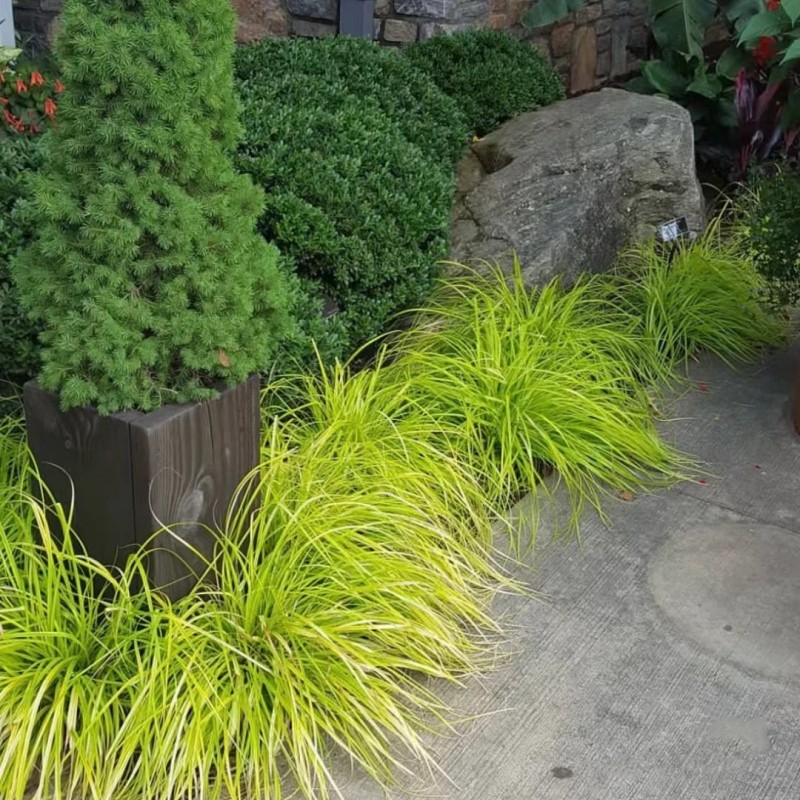 金线石菖蒲盆栽黄金苔草阳台室外植物耐热耐寒四季长青地被植物