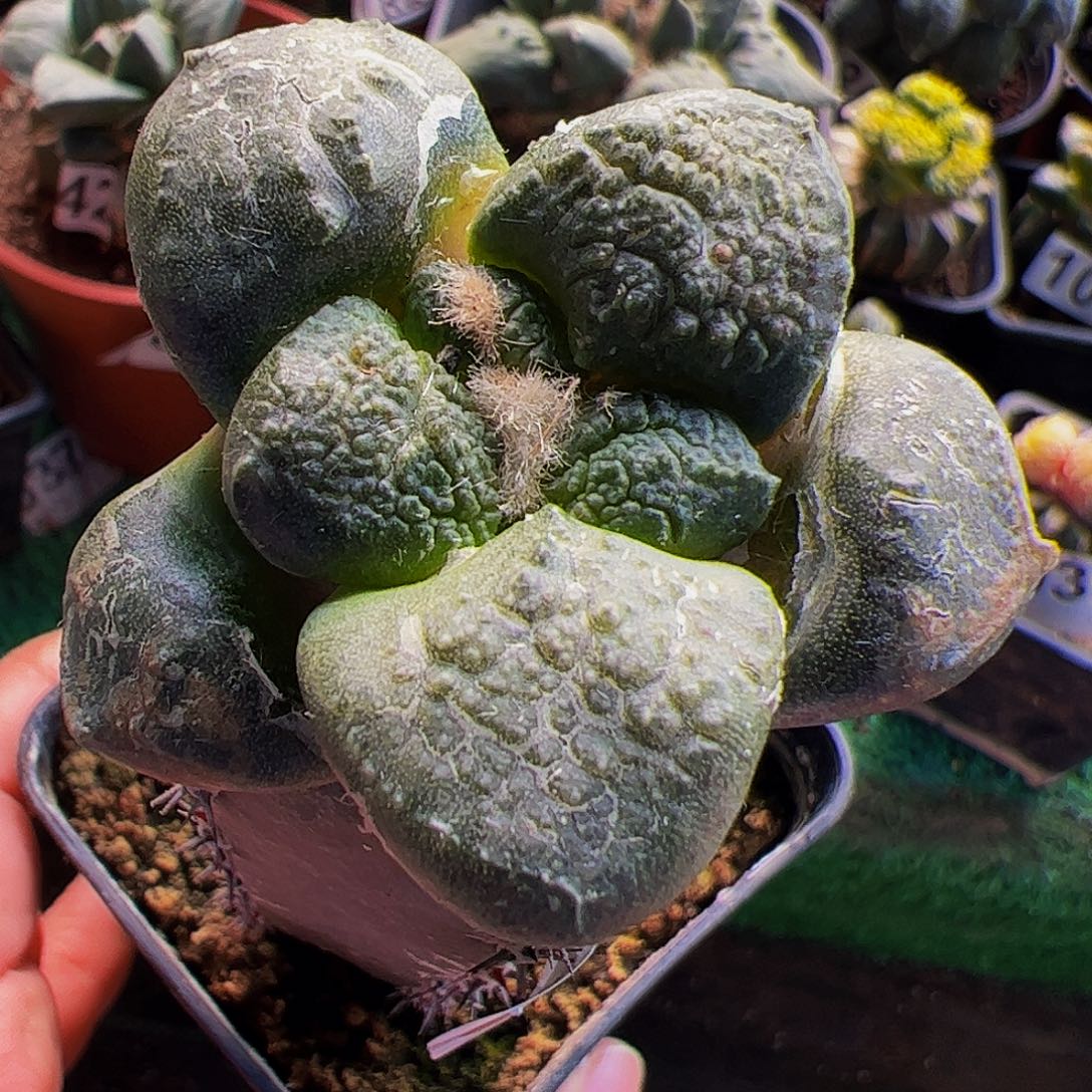 无花朵光面大尤连山牡丹928