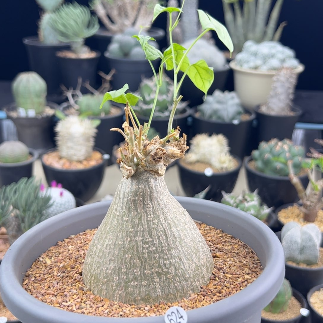 睡布袋一物一拍624