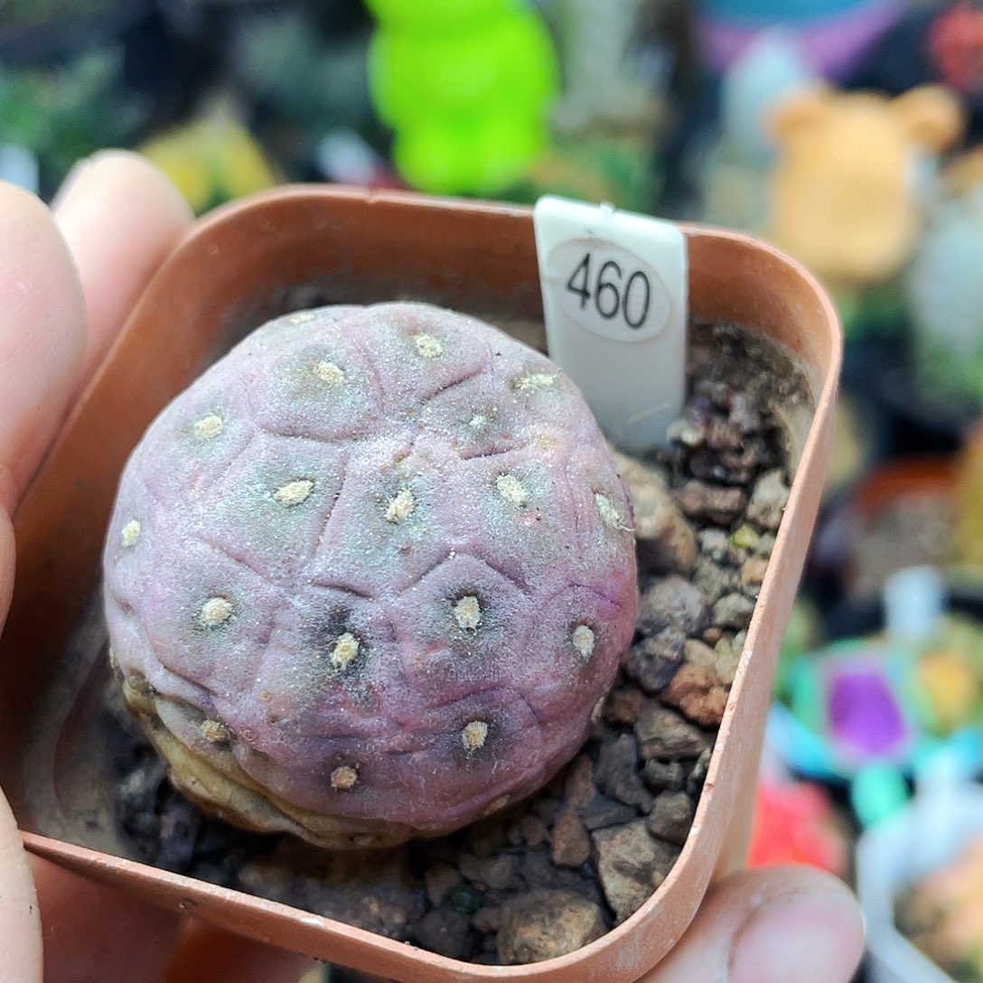 非偏远地区满25包邮仙人球