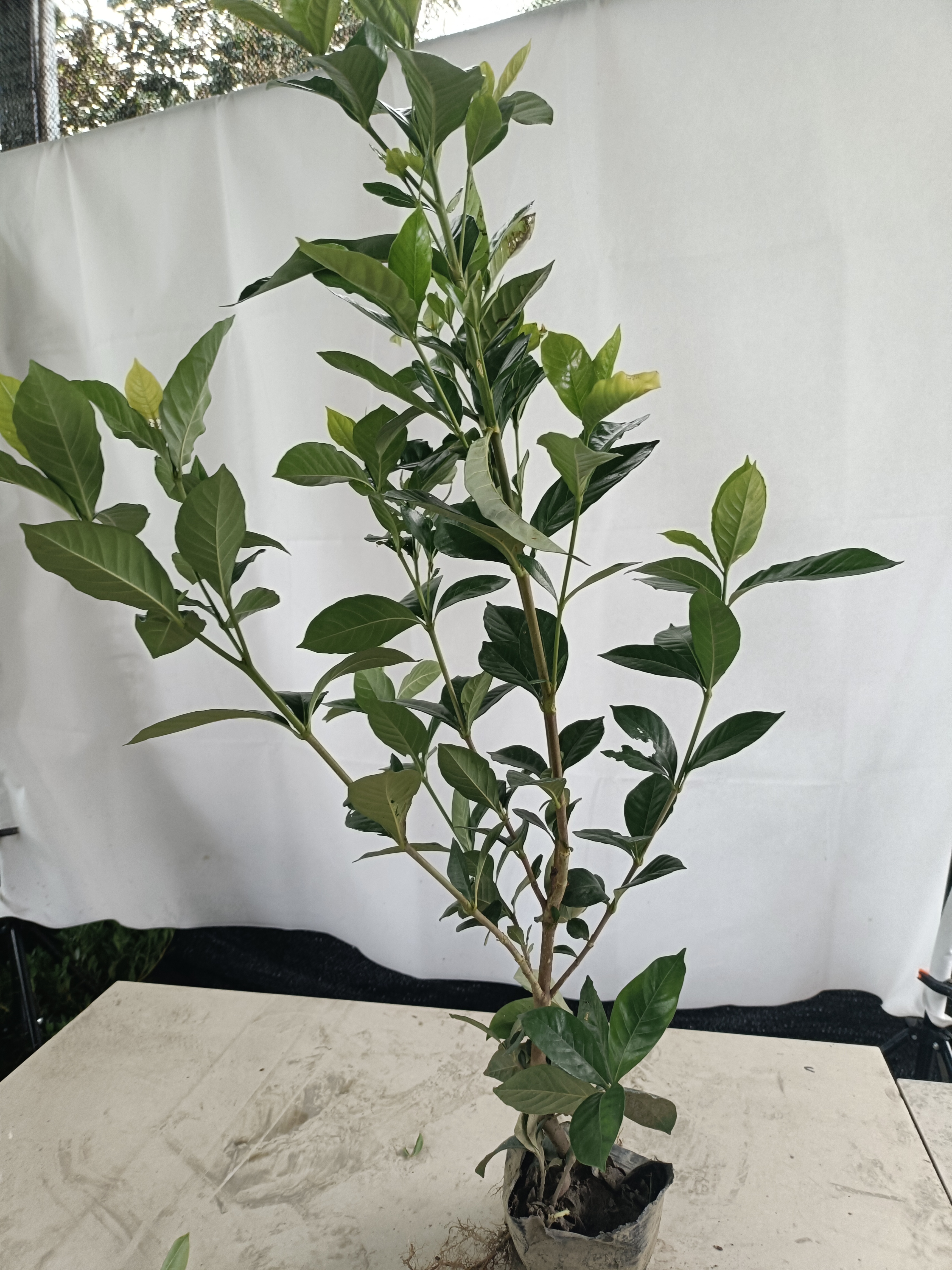 大叶牡丹栀子花金弹子枸骨树两颗张家界