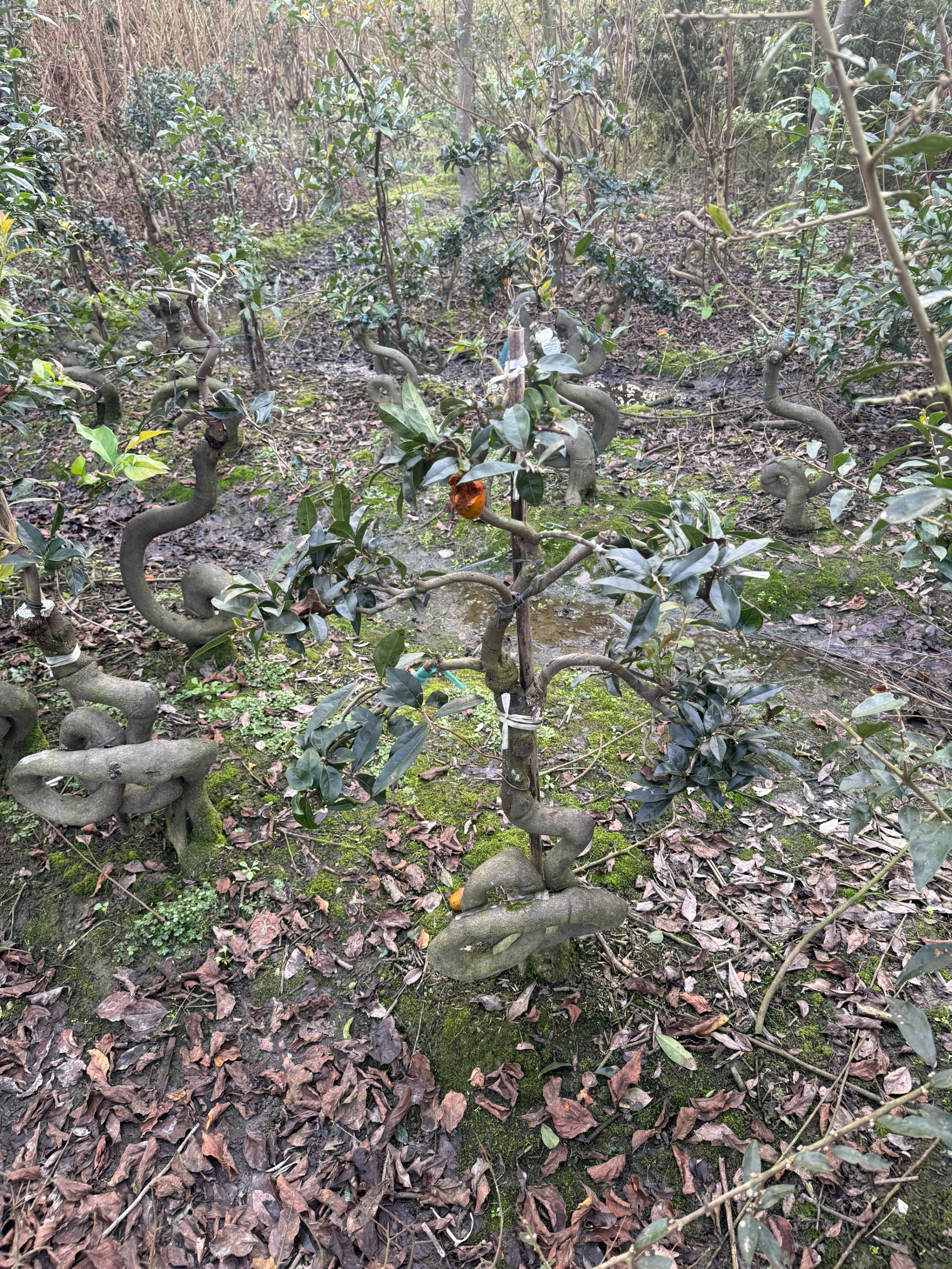 金弹子根艺盆景素材（灌木）瓶兰花