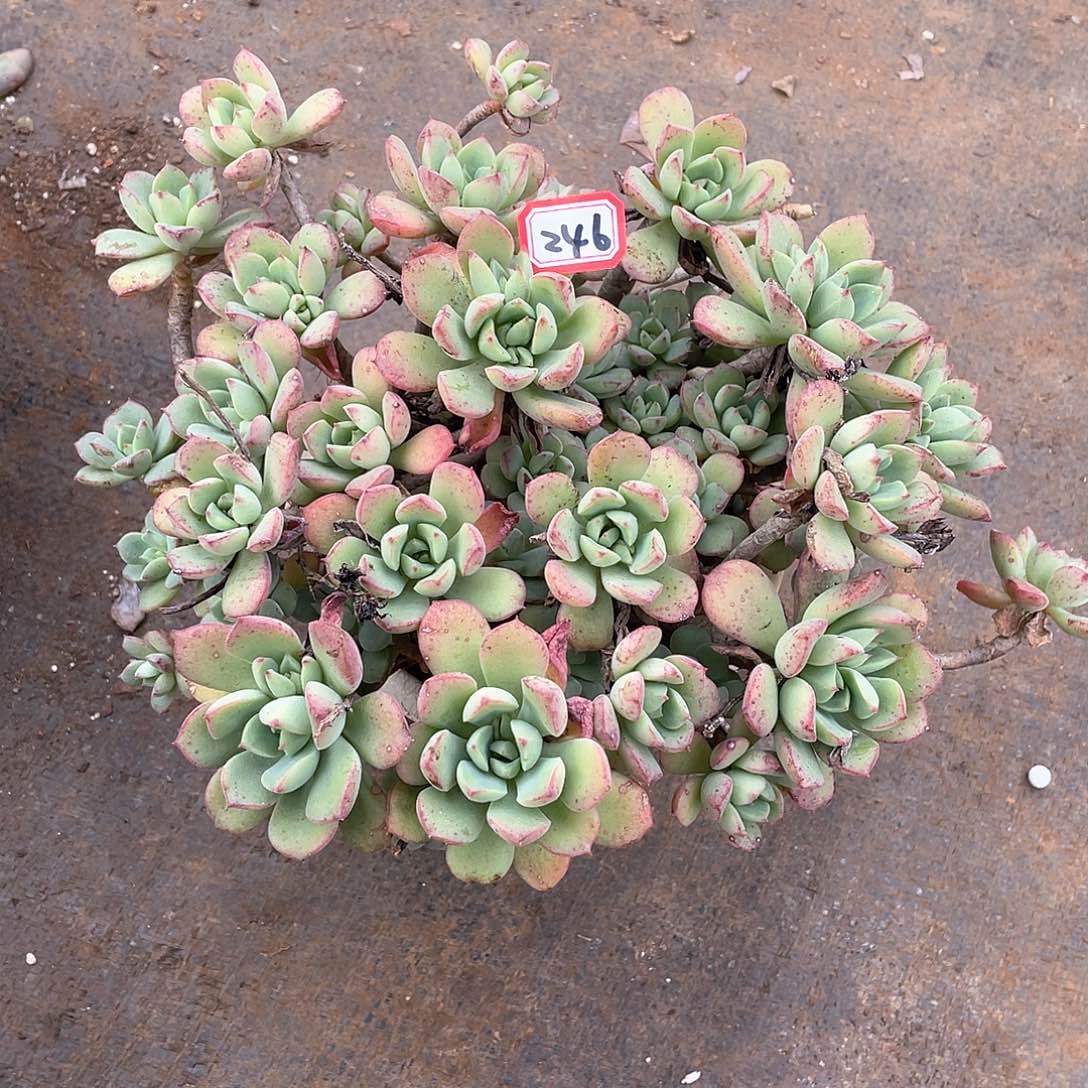 246红化妆 一物一拍多肉