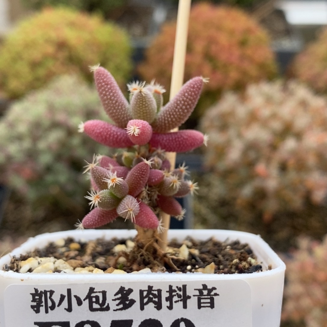 实生玉米8520枝干番杏