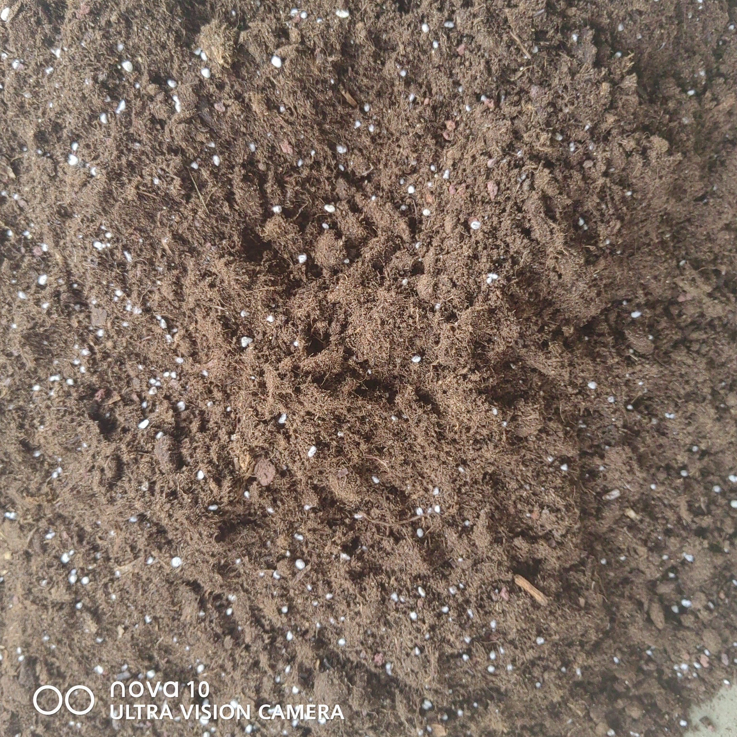 专用山地玫瑰土，一份五斤