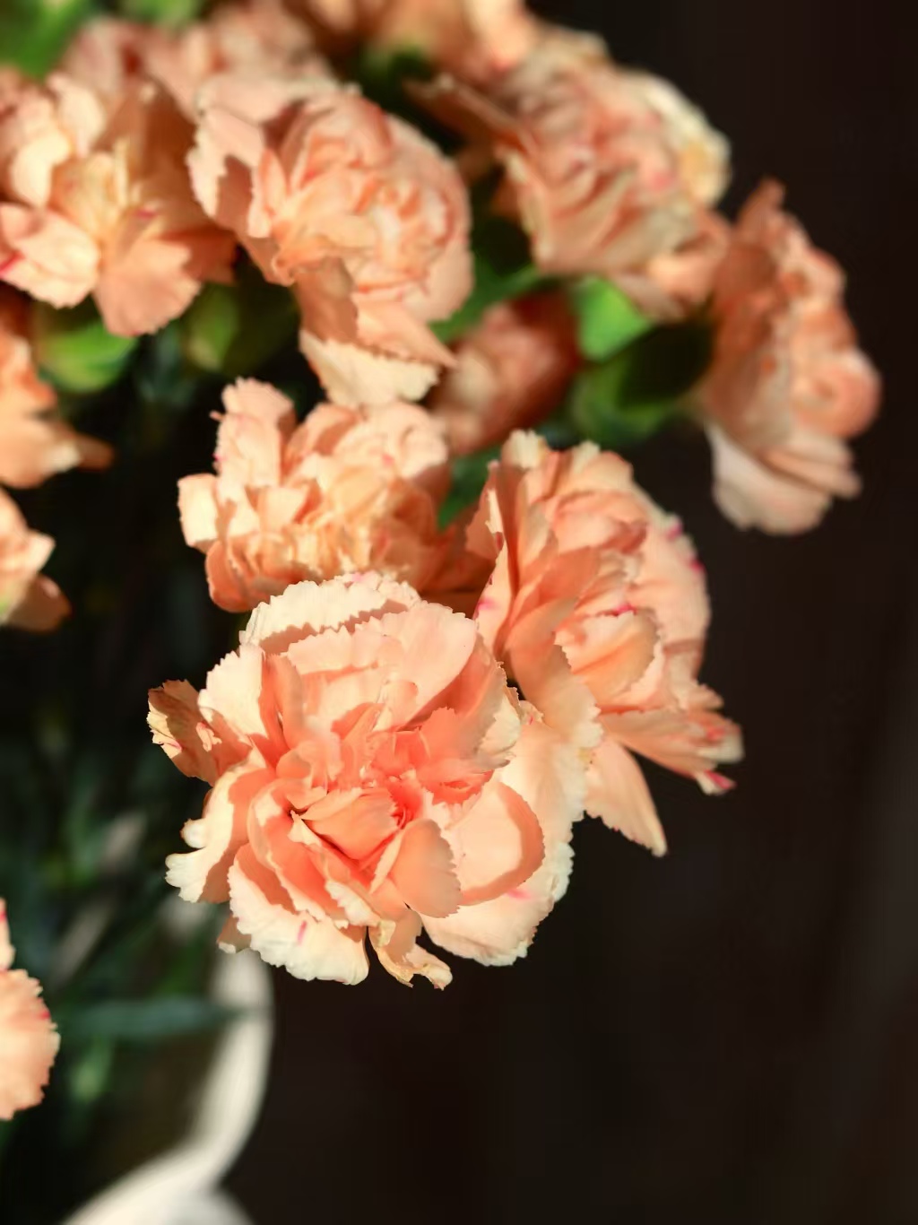 【一件包邮】音符多头康乃馨20支   云南基地鲜花 家养 水养