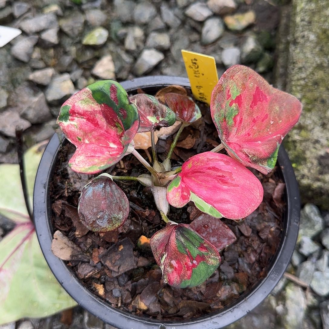 完全开放泡沫泰彩脱土发