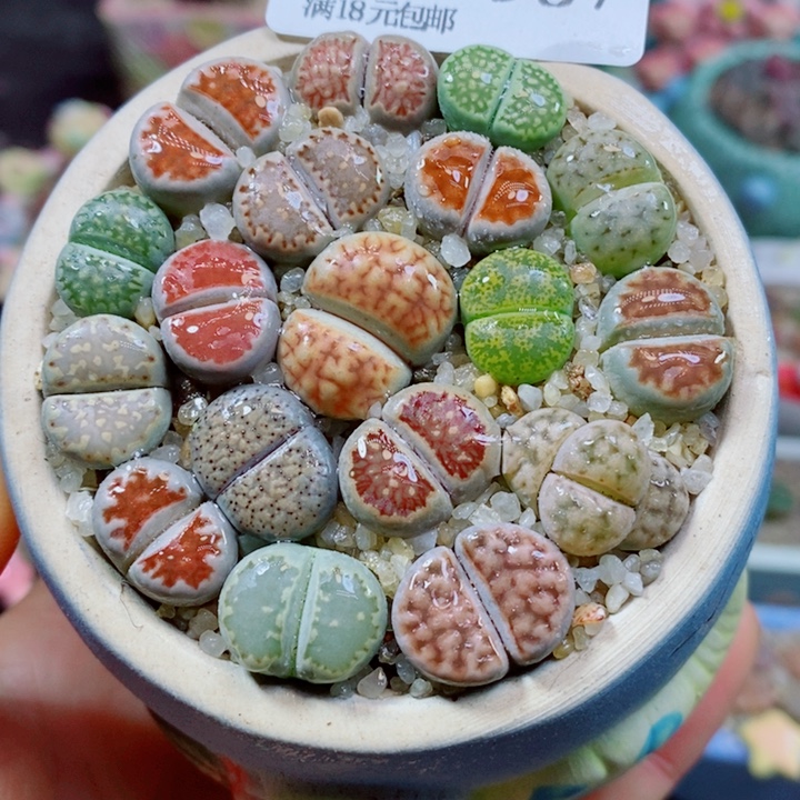 生石花花花花花花花987