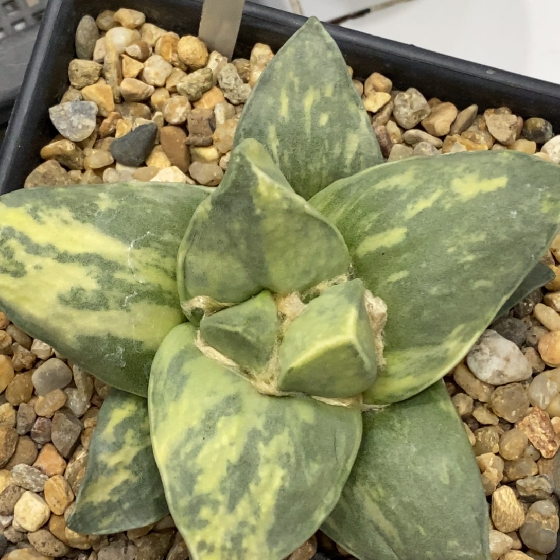 超散斑牛舌拉丝锦实生