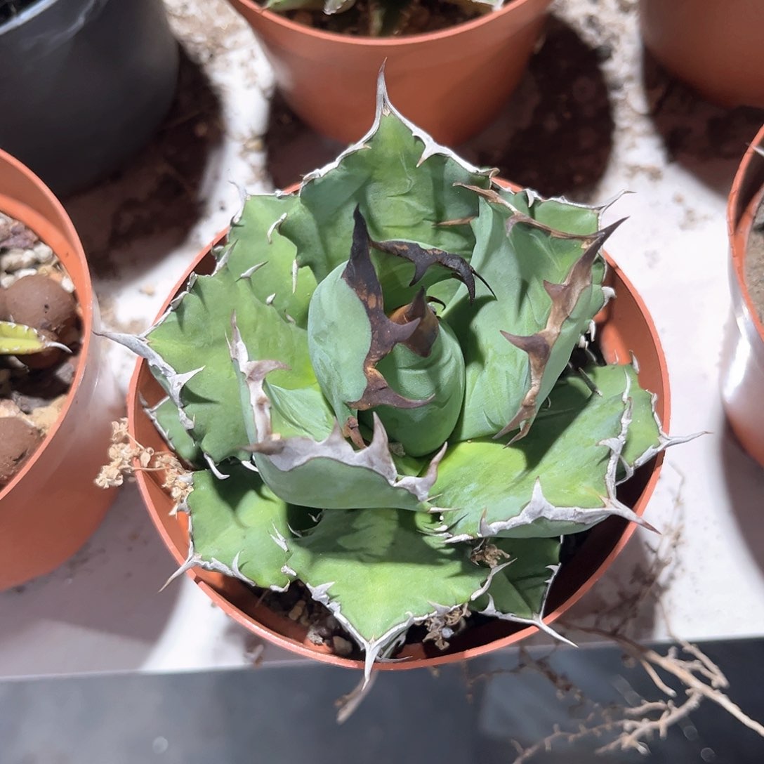 ?姬仁王冠20米出