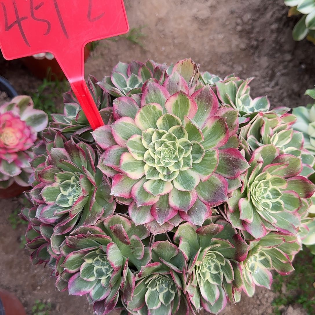 4512水蜜桃多肉法师