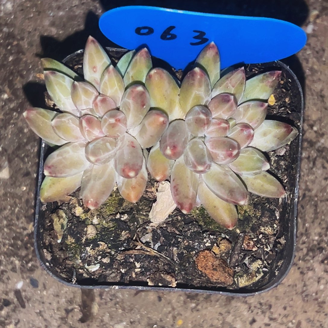 桔云多肉美人精品系列