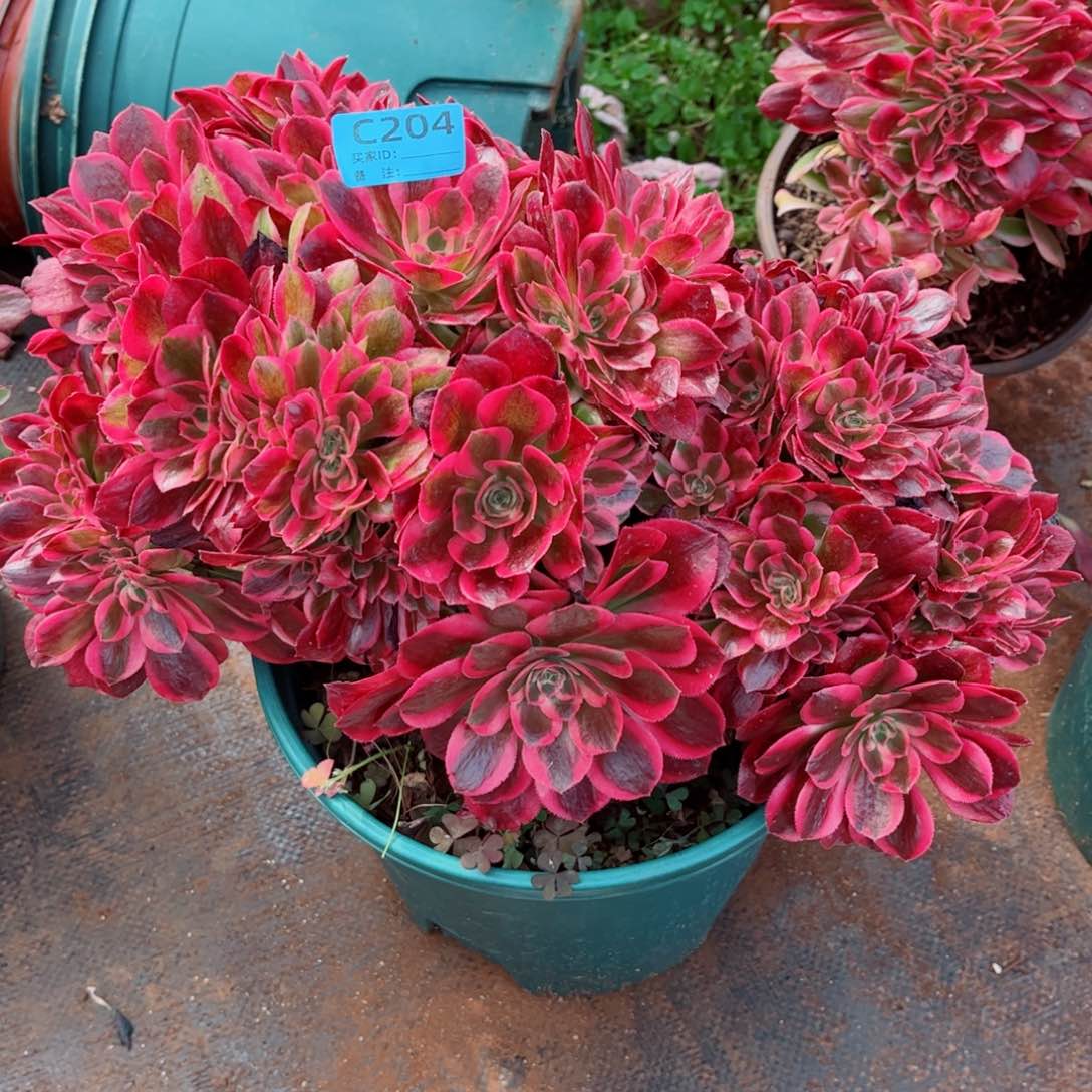 平**生多肉植物204法师