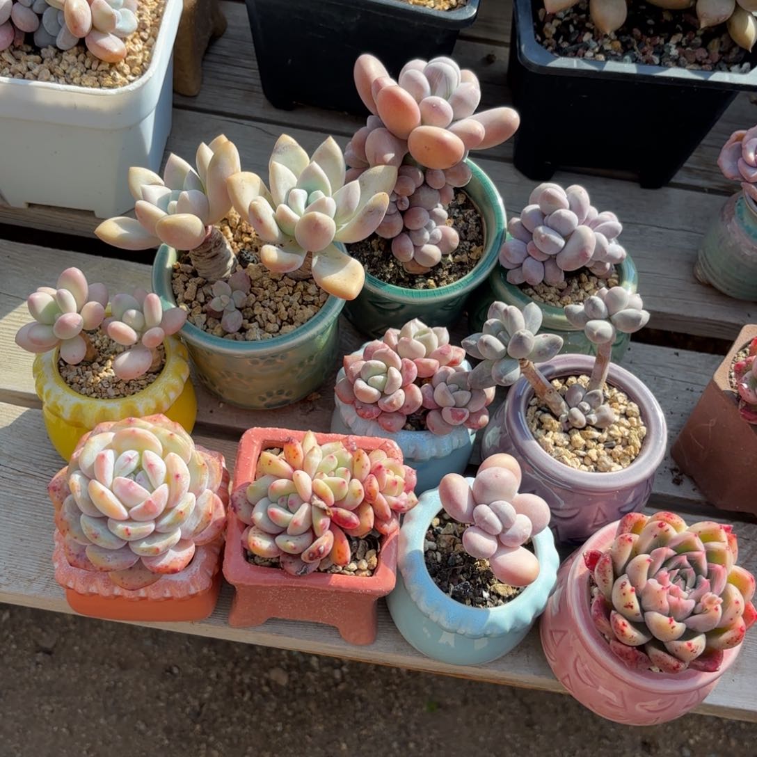 带盆 组合111111111