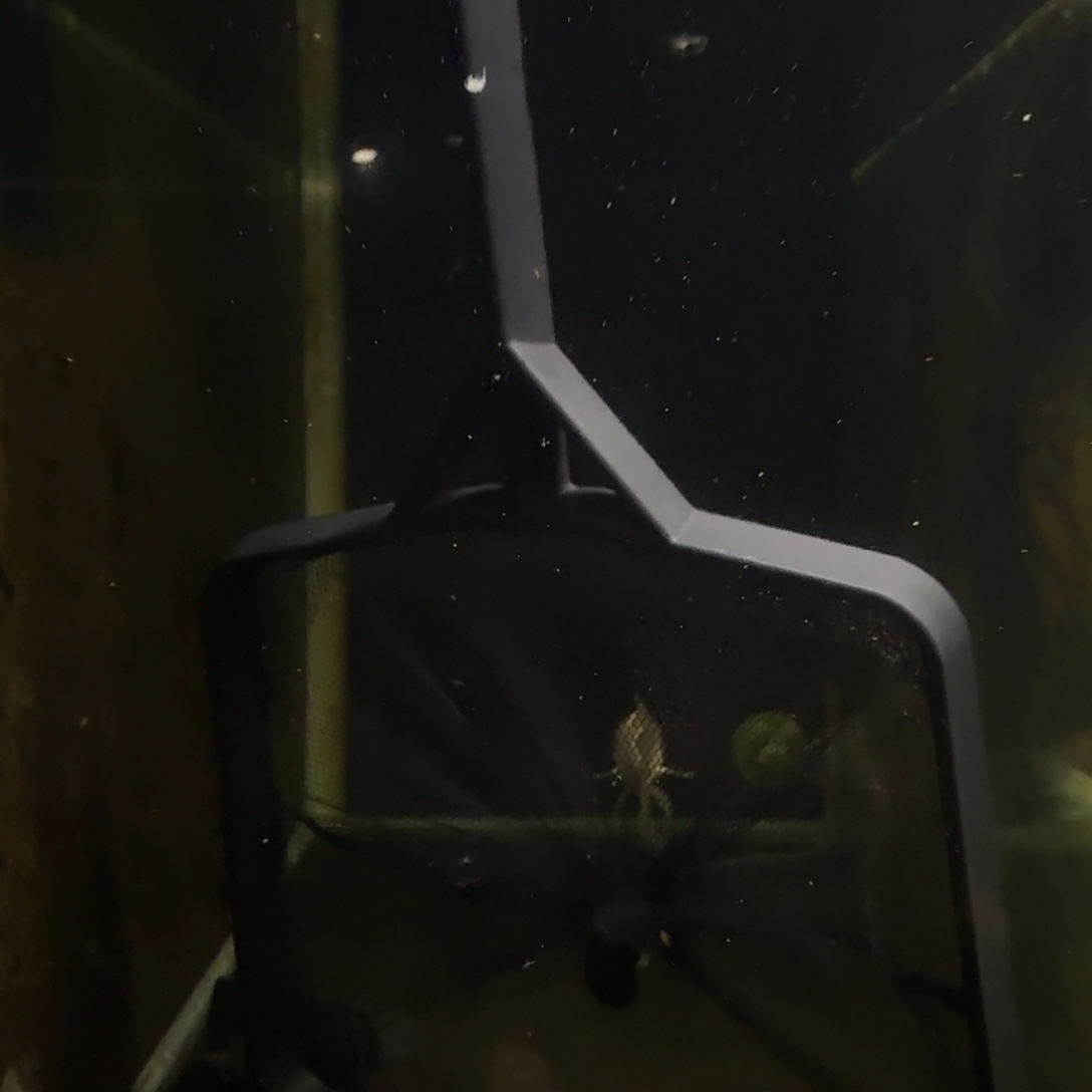 海水鱼蝴蝶蝴蝶蝴蝶