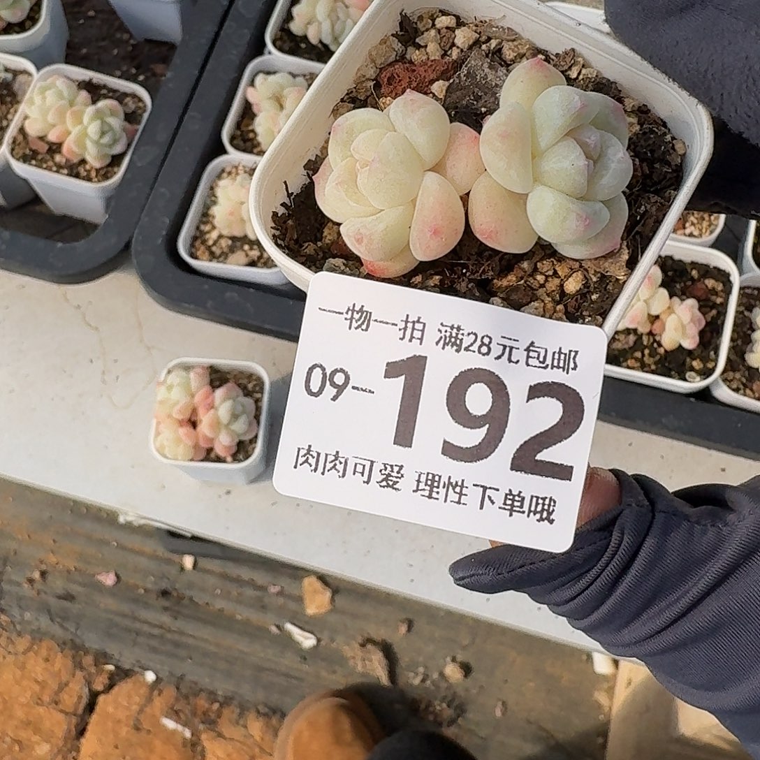 冰玉无盆无发货无