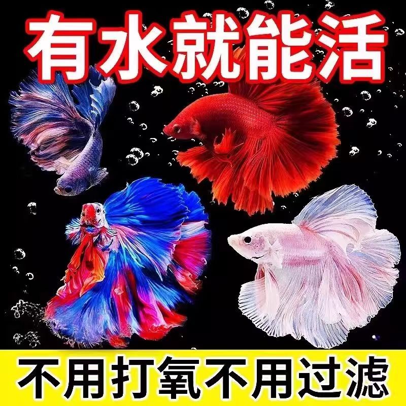 【217-240】号泰国斗鱼婚纱半月狮王将军造景宠物热带小型观赏鱼