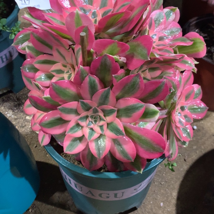 717粉女巫多肉植物特价