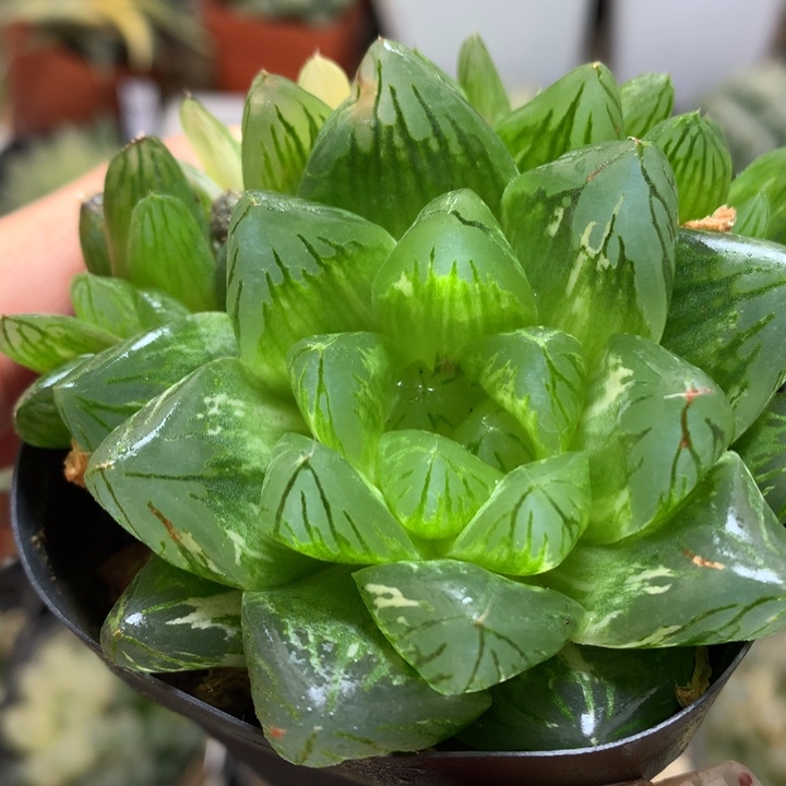 花火玉露锦带盆土发货