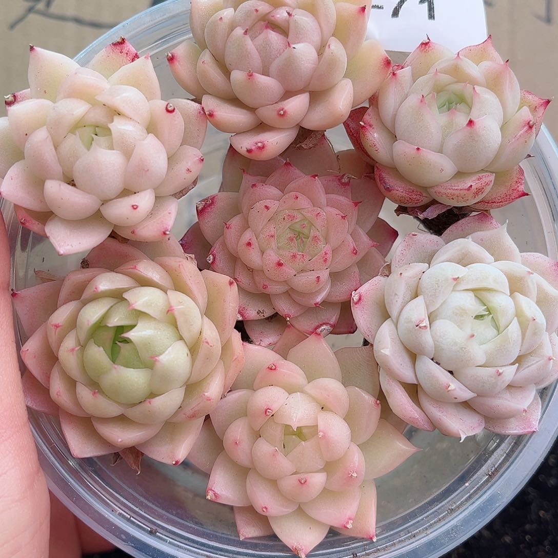 1-71 新疆西藏内蒙不发12.8包邮23公分多肉